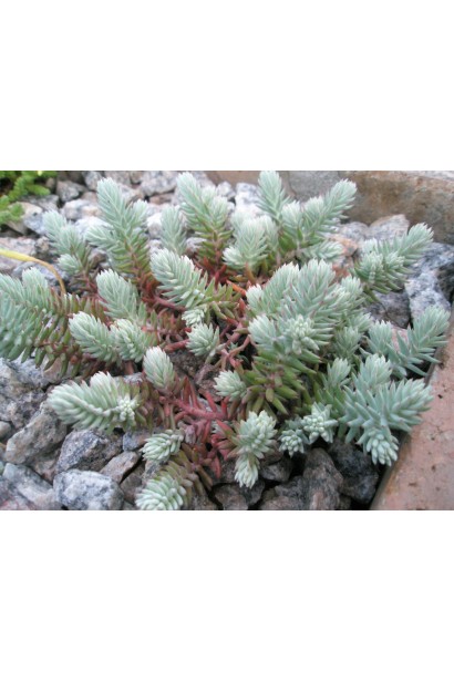 Sedum reflexum Nanum із сизо-зеленим листям